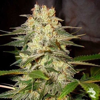 Afghan Kush Ryder Autoflower (World Of Seeds) feminized
