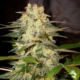 Afghan Kush Ryder Autoflower (World Of Seeds) feminized