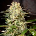Afghan Kush Ryder Autoflower (World Of Seeds) feminized