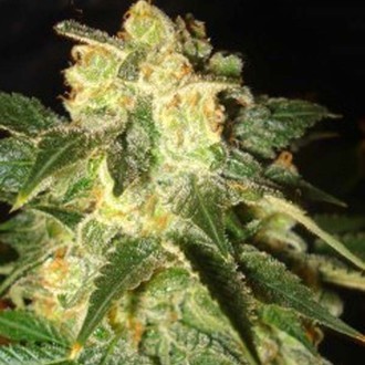 Pakistan Ryder Autoflower (World Of Seeds) feminized