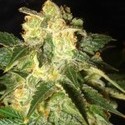 Pakistan Ryder Autoflower (World Of Seeds) feminized