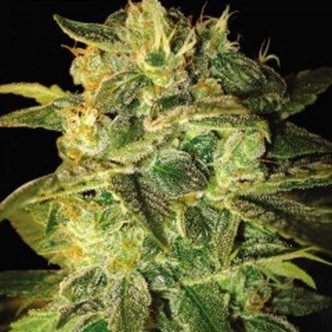Sugar Mango Ryder Autoflower (World Of Seeds) feminized