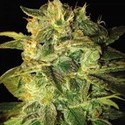 Sugar Mango Ryder Autoflower (World Of Seeds) feminized