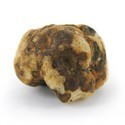 Tampanensis Magic Truffles
