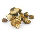 Tampanensis Magic Truffles