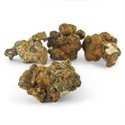 Hollandia Magic Truffles