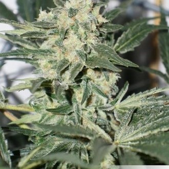 CBD Skunk Haze (Dutch Passion) feminized
