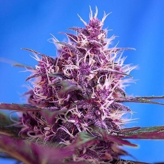 Red Poison Auto (Sweet Seeds) feminized