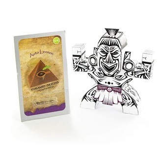 Auto Lennon (Pyramid Seeds) feminized