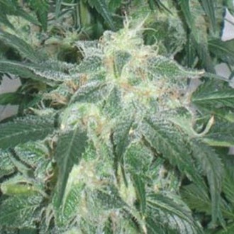 Amnesia Bilbo (Genehtik Seeds) feminized