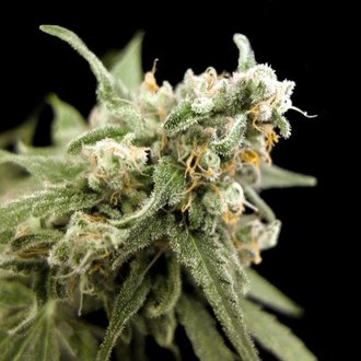 Kritikal Bilbo (Genehtik Seeds) feminized