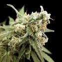 Kritikal Bilbo (Genehtik Seeds) feminized