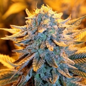 Dutch Autoflower (Spliff Seeds) feminized