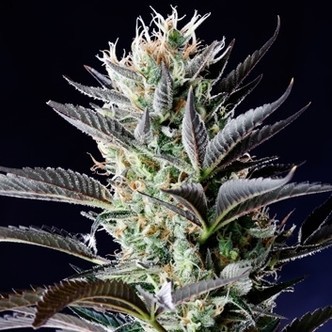 Dutch Blue Autoflower (Spliff Seeds) feminized