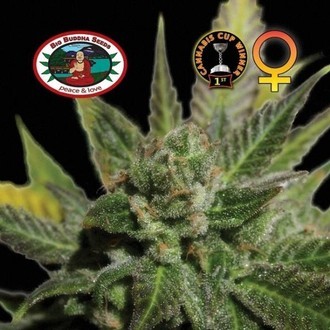 Big Buddha Cheese (Big Buddha Seeds) feminized