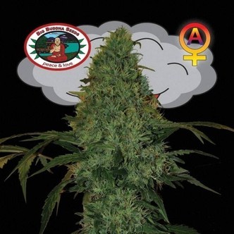 Critical Mass Autoflower (Big Buddha Seeds) feminized