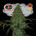 Critical Mass Autoflower (Big Buddha Seeds) feminized
