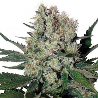 Syrup Auto (Buddha Seeds) feminized