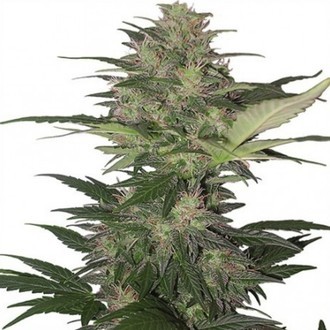 Red Dwarf Auto (Buddha Seeds) feminized