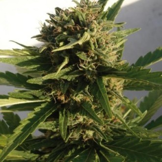 Red Dwarf Auto (Buddha Seeds) feminized