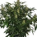 Deimos Auto (Buddha Seeds) feminized