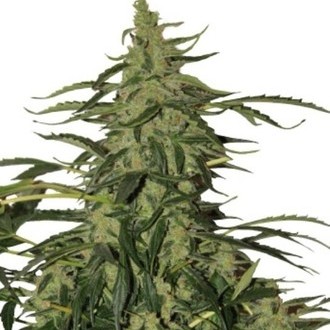 Deimos Auto (Buddha Seeds) feminized