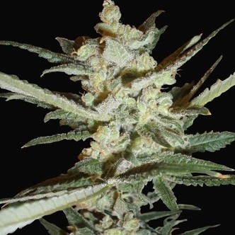 Supersonic Cristal Storm Autoflower (Samsara Seeds) feminized