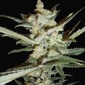 Supersonic Cristal Storm Autoflower (Samsara Seeds) feminized