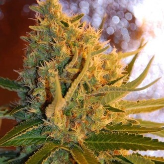 Shot Adrenaline Autoflower (Samsara Seeds) feminized