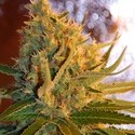 Shot Adrenaline Autoflower (Samsara Seeds) feminized
