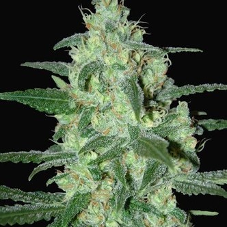 Thunder Bloody Mary Autoflower (Samsara Seeds) feminized