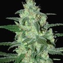 Thunder Bloody Mary Autoflower (Samsara Seeds) feminized