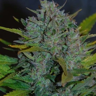 Ultraviolet Autoflower (Samsara Seeds) feminized
