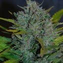 Ultraviolet Autoflower (Samsara Seeds) feminized