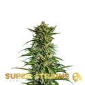 7th Wave (Super Strains) feminized