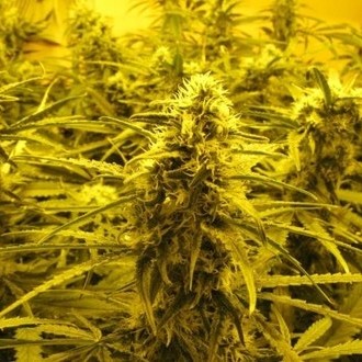 Channel + (Medical Seeds) feminized