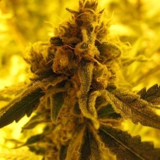 Channel + (Medical Seeds) feminized
