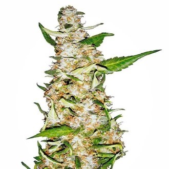 Skunk 1 Autoflower (Sensi Seeds) feminized