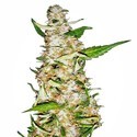 Skunk 1 Autoflower (Sensi Seeds) feminized