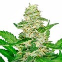 Super Skunk Autoflower (Sensi Seeds) feminized