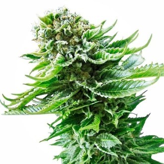 Northern Lights Autoflower (Sensi Seeds) feminized