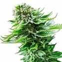 Northern Lights Autoflower (Sensi Seeds) feminized