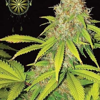 AK-49 Autoflowering (Vision Seeds) feminized