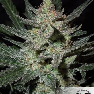 Blue Auto Mazar (Dutch Passion) feminized