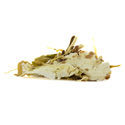 White Lotus (20 grams)