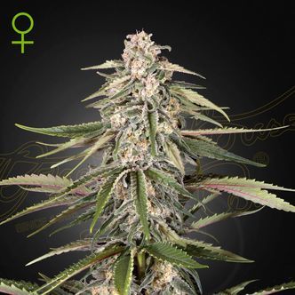 Super Bud (Greenhouse Seeds) feminized