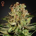 Super Critical (Greenhouse Seeds) feminized