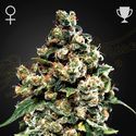 Jack Herer (Greenhouse Seeds) feminized