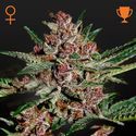 Bubba Kush (Greenhouse Seeds) feminized