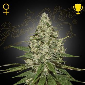 Super Lemon Haze (Greenhouse Seeds) feminized